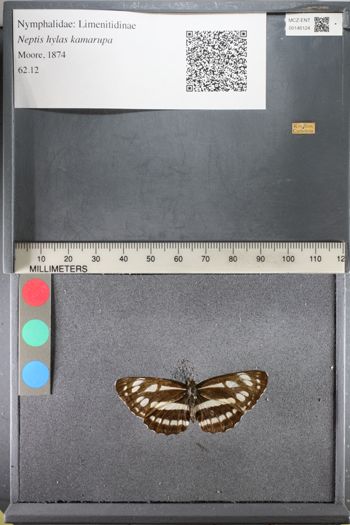 Media type: image;   Entomology 146124